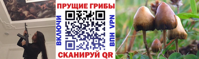 Псилоцибиновые грибы Cubensis Ступино